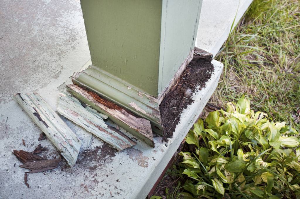 dégâts termites