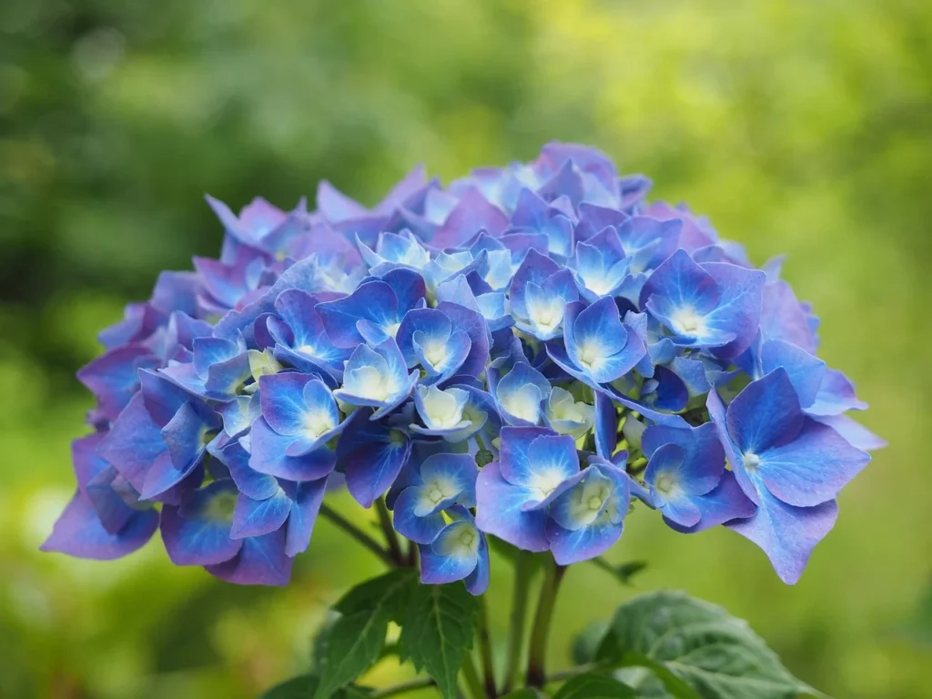 bouturer une hortensia